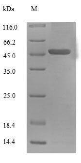 Recombinant Human Mitochondrial brown fat uncoupling protein 1(UCP1)