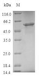 Recombinant Human Mitochondrial import receptor subunit TOM40 homolog(TOMM40)