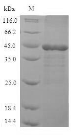 Recombinant Human Mitogen-activated protein kinase 3(MAPK3),partial