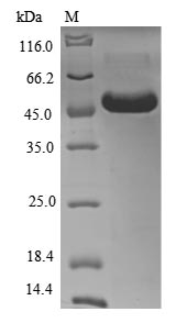 Recombinant Human Myeloid cell surface antigen CD33(CD33),partial