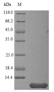 Recombinant Human Neuritin(NRN1),partial (Active)