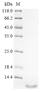 Recombinant Human Neuropeptide B(NPB)