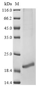 Recombinant Human Neurotrophin-3(NTF3)