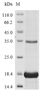 Recombinant Human Neurotrophin-3(NTF3)