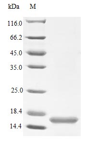 Recombinant Human Neurotrophin-4 protein(NTF4) (Active)