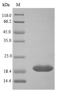 Recombinant Human Neutrophil gelatinase-associated lipocalin protein(LCN2) (Active)