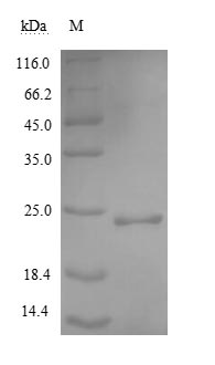 Recombinant Human Noggin protein(NOG) (Active)