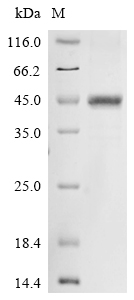 Recombinant Human Norrin(Ndp)