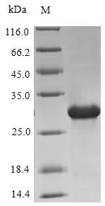 Recombinant Human Oxytocin-neurophysin 1(OXT),partial