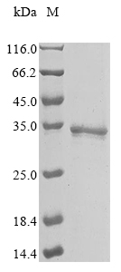 Recombinant Human PITH domain-containing protein 1(PITHD1)
