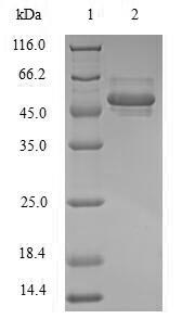 Recombinant Human POU domain, class 5, transcription factor 1(POU5F1)