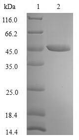 Recombinant Human Paraneoplastic antigen Ma2(PNMA2),partial