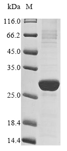Recombinant Human Peptidoglycan recognition protein 1(PGLYRP1)