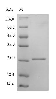 Recombinant Human Peroxiredoxin-2(PRDX2)