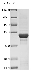 Recombinant Human Peroxisome proliferator-activated receptor delta(Ppard),partial