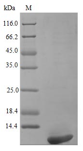 Recombinant Human Persephin protein(PSPN) (Active)