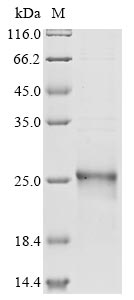 Recombinant Human Phospholipid hydroperoxide glutathione peroxidase(GPX4)(U73S),partial