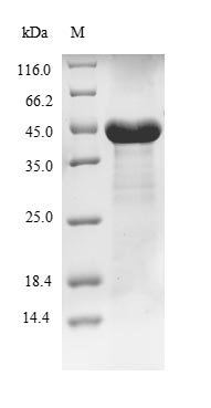 Recombinant Human Phosphoribosylformylglycinamidine synthase(PFAS),partial