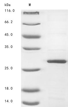 Recombinant Human Placenta-expressed transcript 1 protein(PLET1)