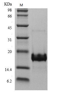 Recombinant Human Placenta growth factor protein(PGF) (Active)
