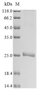 Recombinant Human Placenta-specific protein 1(PLAC1)