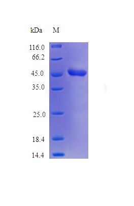 Recombinant Human Plasminogen activator inhibitor 2 protein(SERPINB2) (Active)