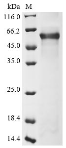 Recombinant Human Plexin-B1(PLXNB1),partial
