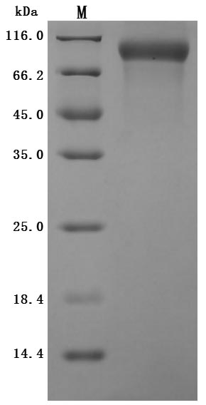 Recombinant Human Poliovirus receptor(PVR)(I340M),partial (Active)