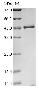 Recombinant Human Poly(rC)-binding protein 2(PCBP2)