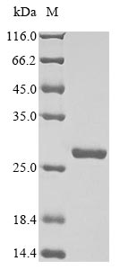 Recombinant Human Pro-FMRFamide-related neuropeptide FF(NPFF),partial