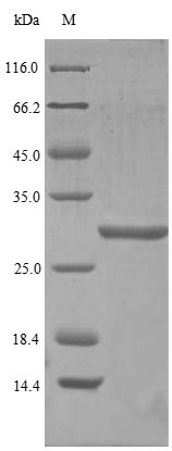 Recombinant Human Pro-glucagon(GCG),partial