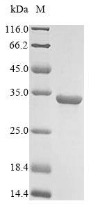 Recombinant Human Pro-glucagon(GCG),partial
