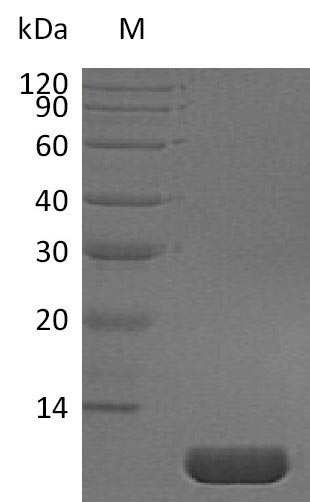 Recombinant Human Pro-neuregulin-1, membrane-bound isoform(NRG1),partial (Active)