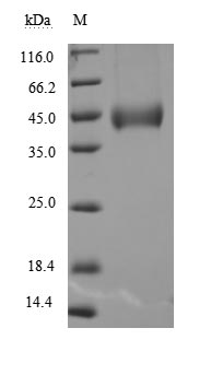 Recombinant Human Pro-neuregulin-1, membrane-bound isoform(NRG1),partial (Active)