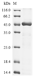 Recombinant Human Pro-neuregulin-1, membrane-bound isoform(NRG1),partial