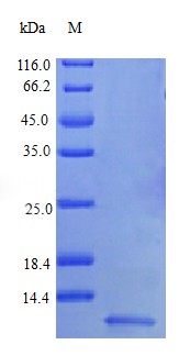 Recombinant Human Pro-neuregulin-1, membrane-bound isoform protein(NRG1) (Active)