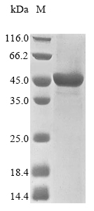 Recombinant Human Probable E3 ubiquitin-protein ligase HERC1(HERC1),partial