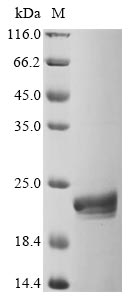 Recombinant Human Programmed cell death 1 ligand 1(CD274),partial