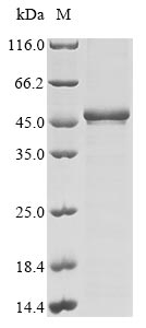 Recombinant Human Programmed cell death protein 2(PDCD2)