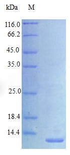 Recombinant Human Proheparin-binding EGF-like growth factor [Cleaved into: Heparin-binding EGF-like growth factor protein(HBEGF) (Active)