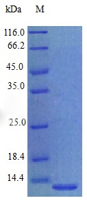 Recombinant Human Prokineticin-1 protein(PROK1) (Active)