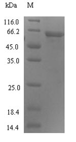 Recombinant Human Protein ABHD18(ABHD18)