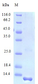 Recombinant Human Protein FAM19A2 protein(FAM19A2) (Active)