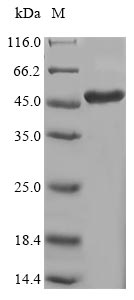 Recombinant Human Protein-lysine 6-oxidase(LOX)