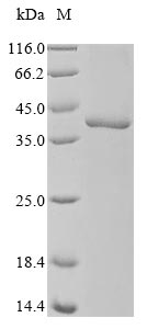 Recombinant Human Protein-lysine N-methyltransferase EEF2KMT(EEF2KMT)