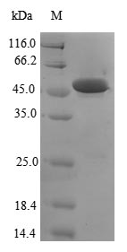 Recombinant Human Protein/nucleic acid deglycase DJ-1(PARK7),partial