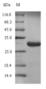 Recombinant Human Pulmonary surfactant-associated protein C(SFTPC)