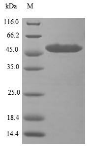 Recombinant Human Putative ATP-dependent RNA helicase DHX33(DHX33),partial