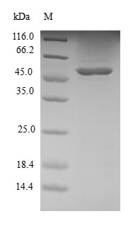 Recombinant Human Ras-related protein R-Ras2(RRAS2)