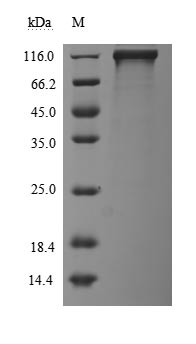Recombinant Human Receptor tyrosine-protein kinase erbB-3(ERBB3),partial (Active)